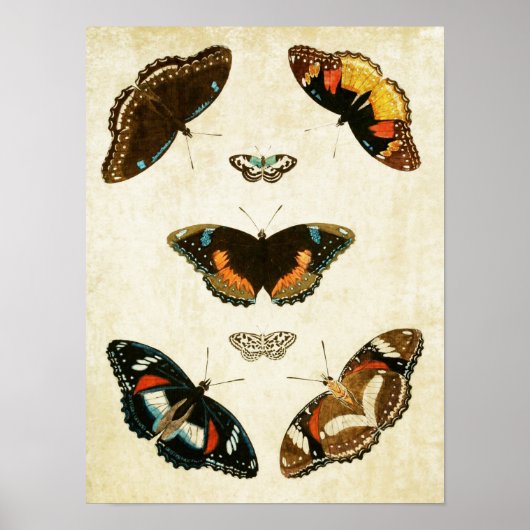 Papillon vintage Impression 067 (Devant)