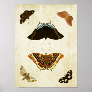 Papillon vintage Impression 074