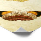 Papillon vintage Impression 081 (Coin)