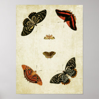 Papillon vintage Impression 082