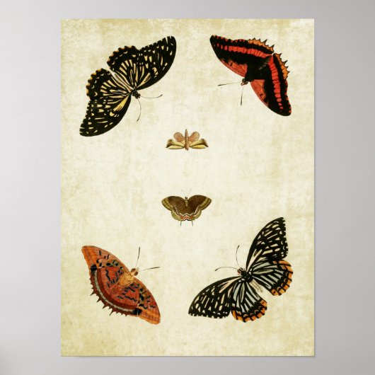 Papillon vintage Impression 082 (Devant)