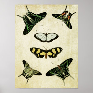 Papillon vintage Impression 085