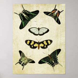 Papillon vintage Impression 085