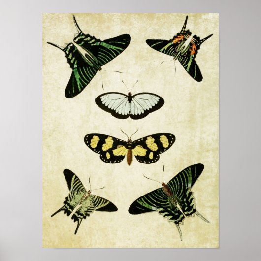 Papillon vintage Impression 085 (Devant)