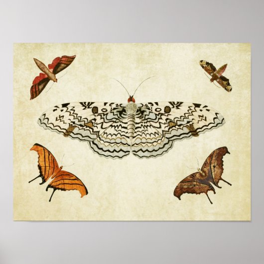 Papillon vintage Impression 087 (Devant)