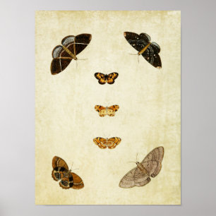 Papillon vintage Impression 101