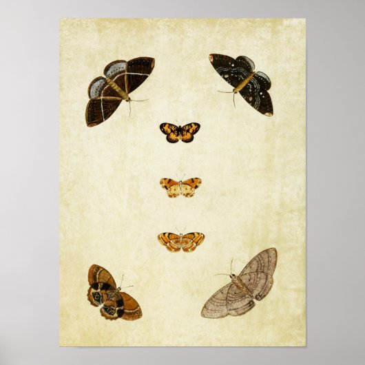 Papillon vintage Impression 101 (Devant)