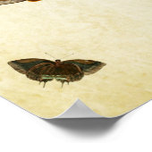 Papillon vintage Impression 104 (Coin)