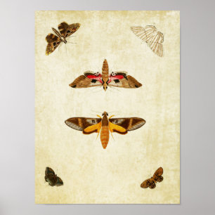 Papillon vintage Impression 104