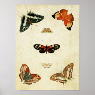 Papillon vintage Impression 119