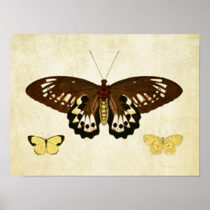 Papillon vintage Impression 124