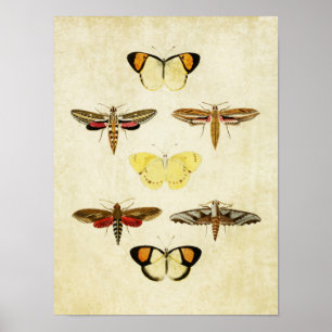 Papillon vintage Impression 125