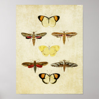 Papillon vintage Impression 125