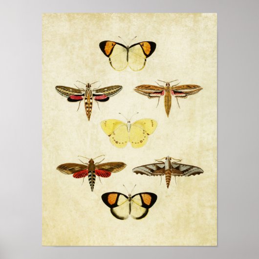 Papillon vintage Impression 125 (Devant)