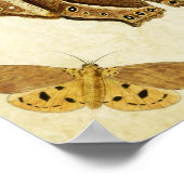 Papillon vintage Impression 133 (Coin)