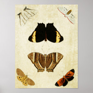 Papillon vintage Impression 133