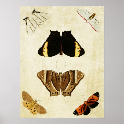 Papillon vintage Impression 133 (Devant)