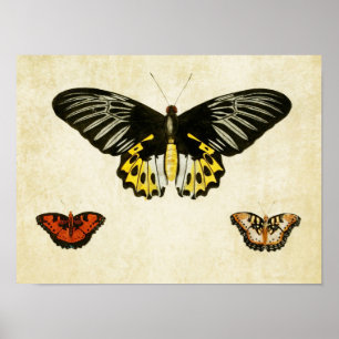 Papillon vintage Impression 135