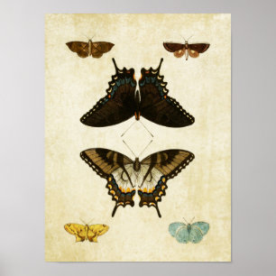 Papillon vintage Impression 139