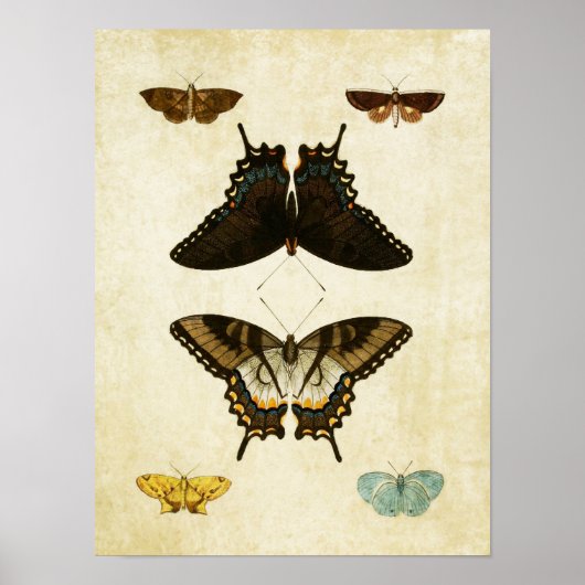 Papillon vintage Impression 139 (Devant)