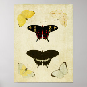 Papillon vintage Impression 141