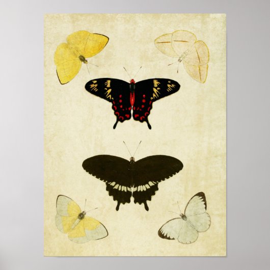 Papillon vintage Impression 141 (Devant)