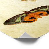 Papillon vintage Impression 149 (Coin)