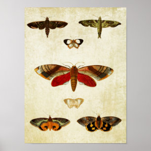 Papillon vintage Impression 149