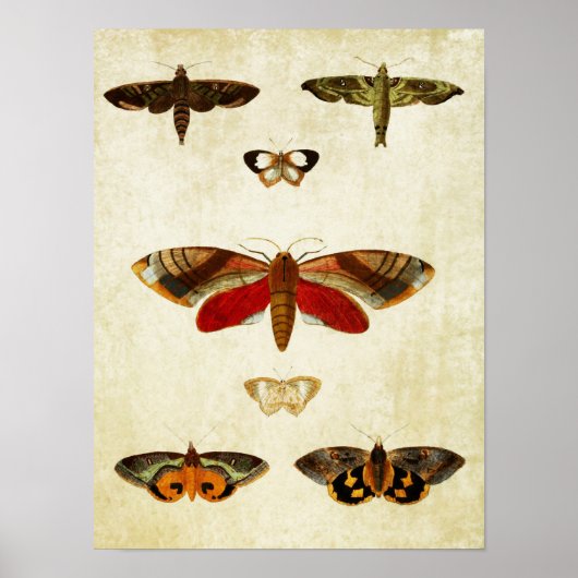 Papillon vintage Impression 149 (Devant)