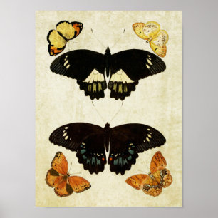 Papillon vintage Impression 157