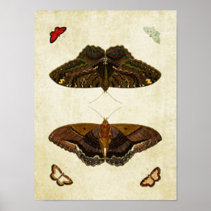 Papillon vintage Impression 170