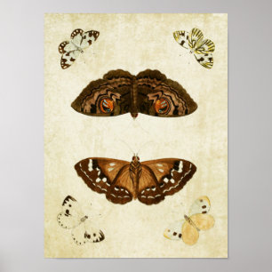 Papillon vintage Impression 171