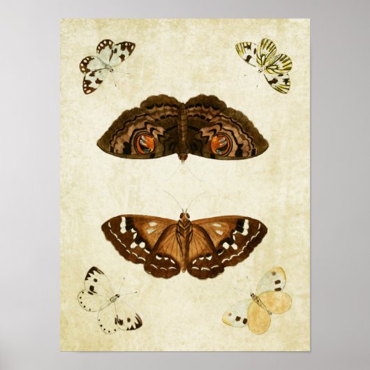Papillon vintage Impression 171 (Devant)