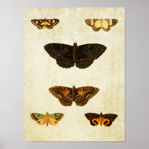 Papillon vintage Impression 172