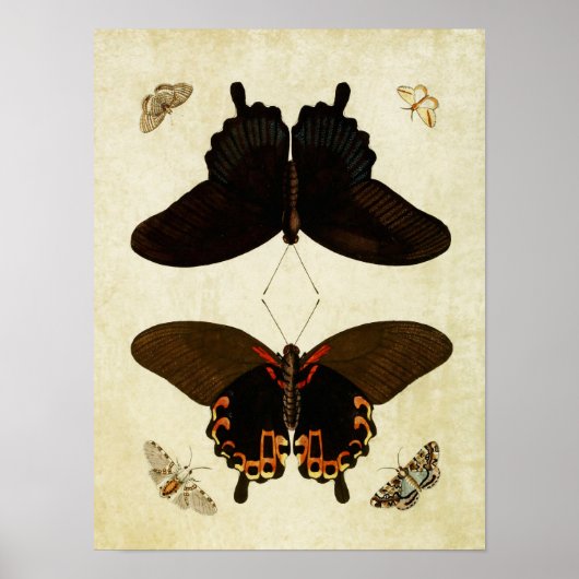 Papillon vintage Impression 181 (Devant)