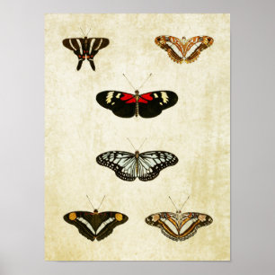Papillon vintage Impression 188