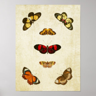 Papillon vintage Impression 189