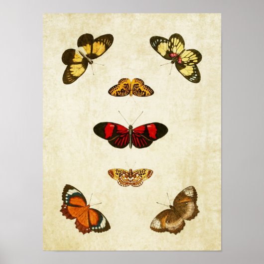 Papillon vintage Impression 189 (Devant)