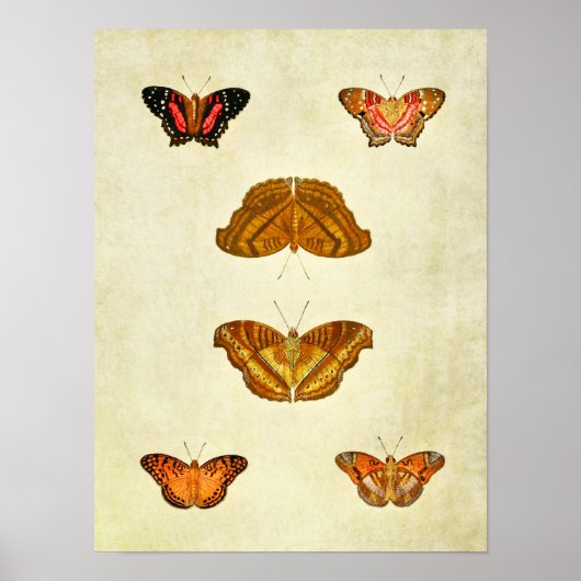 Papillon vintage Impression 209 (Devant)