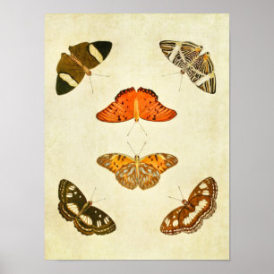 Papillon vintage Impression 212