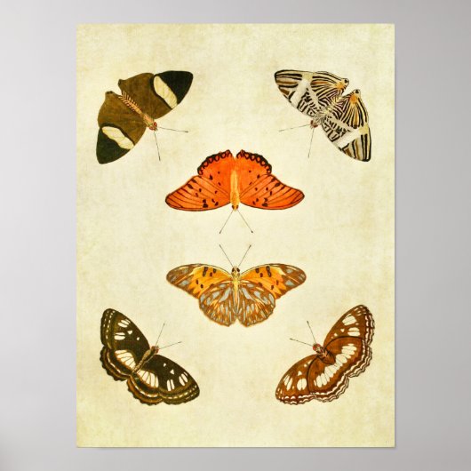 Papillon vintage Impression 212 (Devant)