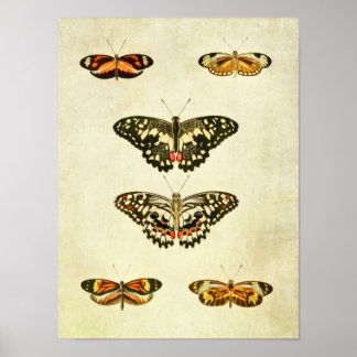 Papillon vintage Impression 232