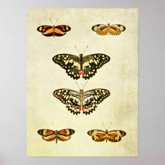 Papillon vintage Impression 232 (Devant)