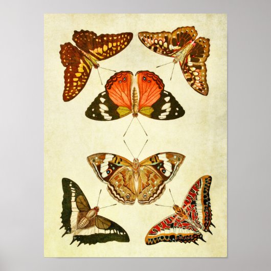 Papillon vintage Impression 241 (Devant)