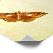 Papillon vintage Impression 267 (Coin)