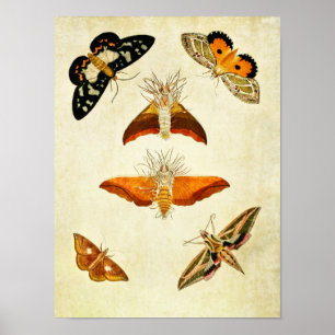 Papillon vintage Impression 267