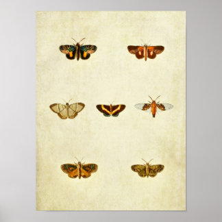 Papillon vintage Impression 276
