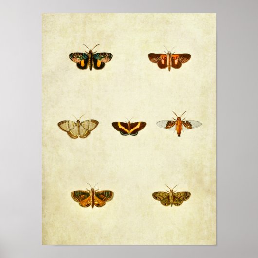 Papillon vintage Impression 276 (Devant)