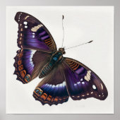 Papillon violet Empereur Art Imprimer Poster (Devant)