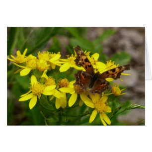 Papillon virgule dans le parc national de Glacier